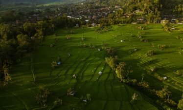 An aerial view of a rice field with a mountain in the background